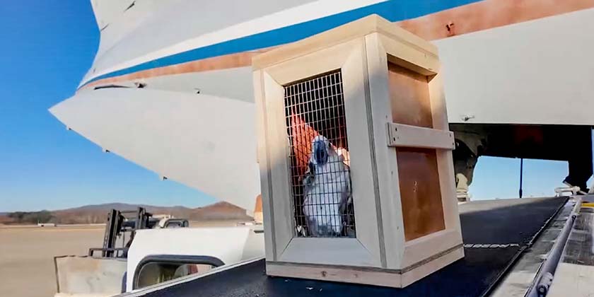 Путін подарував Північній Кореї африканського лева, бурих ведмедів та какаду