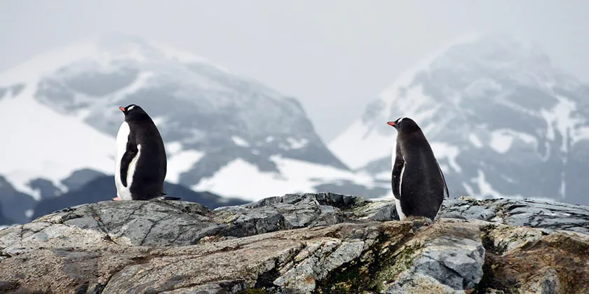 Міністр торгівлі США пояснив мита на острови, де живуть лише пінгвіни