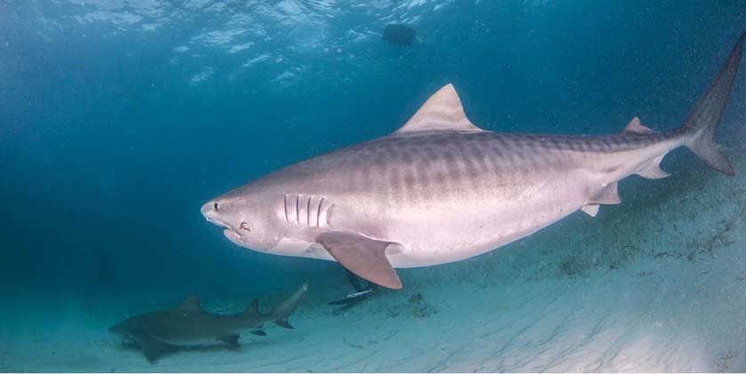 Приїхав подивитися на акул: нові подробиці моторошного інциденту в Хадері