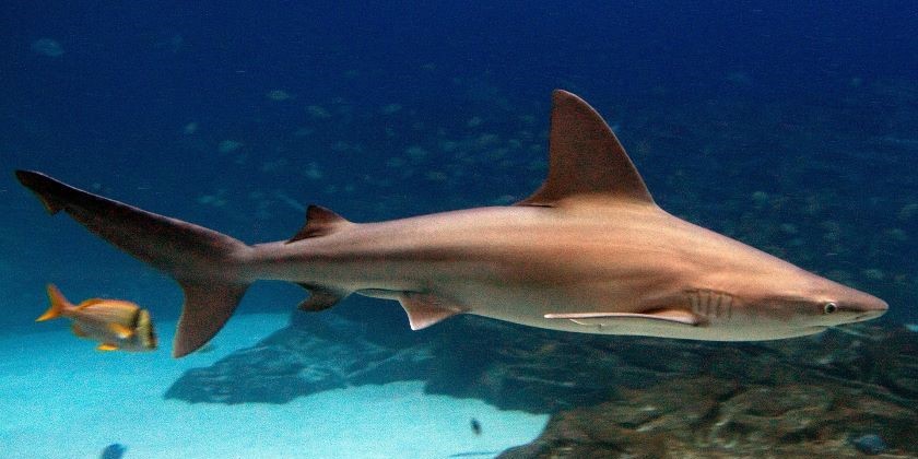 Чи варто ізраїльтянам боятися акул