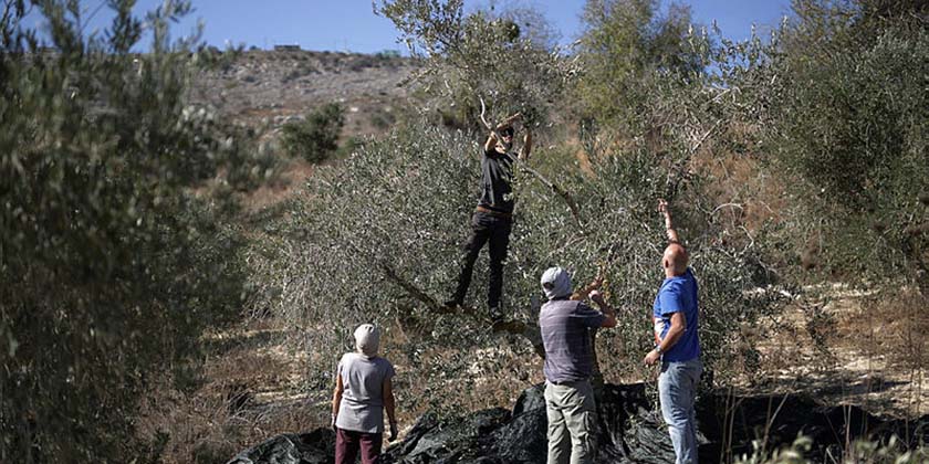 Двом єврейським жінкам зі США загрожує депортація з Ізраїлю за участь у збиранні врожаю оливок на Західному березі